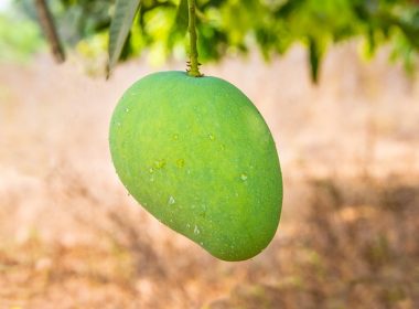 5 food items that are to be completely avoided after you eat mangoes