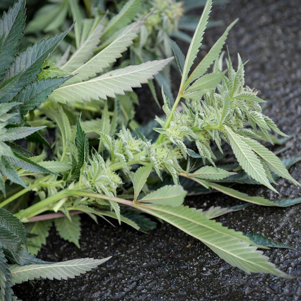 Advising Over hashish delicacies After girl Dies In London