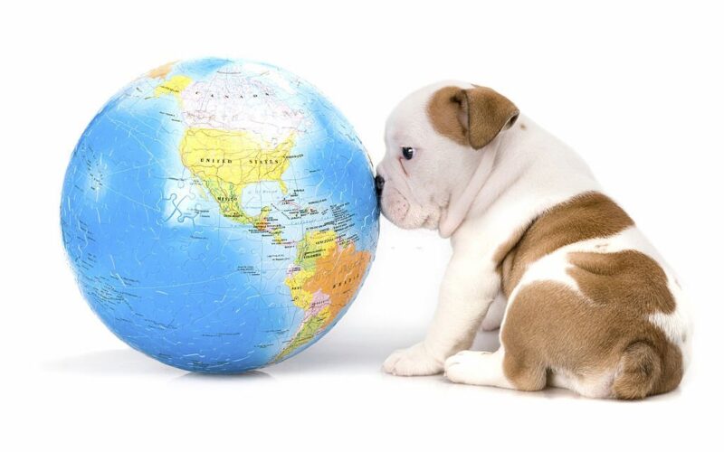Scottish Terrier: The Underdog of the Dog World