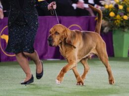 Trumpet becomes the first bloodhound to win Westminster’s best in show