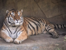 14-year-old tiger, Jupiter, dies of covid-19 complications at Columbus Zoo and Aquarium
