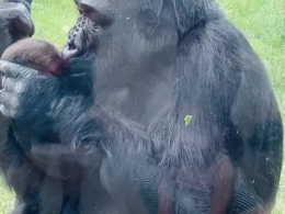 Baby gorilla gets her Simba moment as proud mom lifts her in the air to show her off at Calgary Zoo