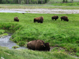 Please Do Not Go Close To Wild Bison In Yellowstone National Park
