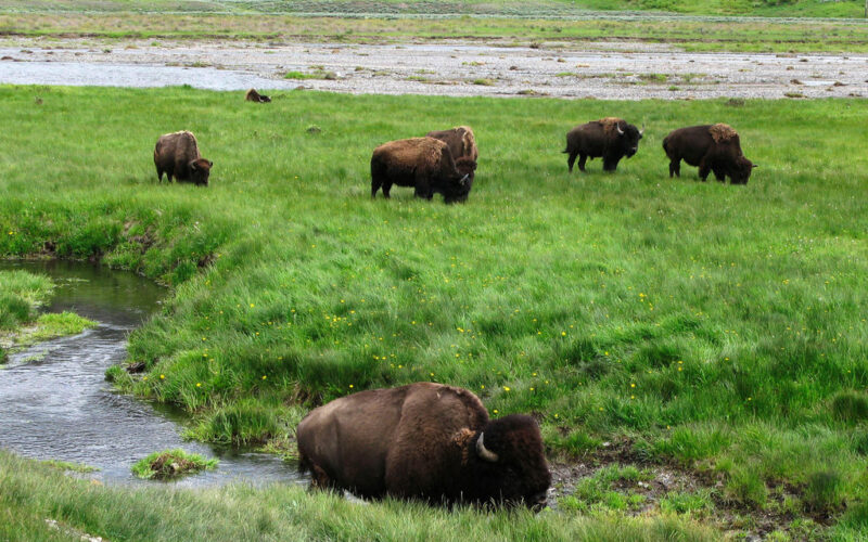 Please Do Not Go Close To Wild Bison In Yellowstone National Park