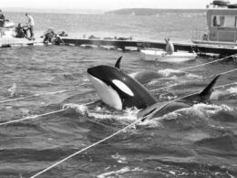 Tokitae, the performing orca, was freed after 50 years in captivity
