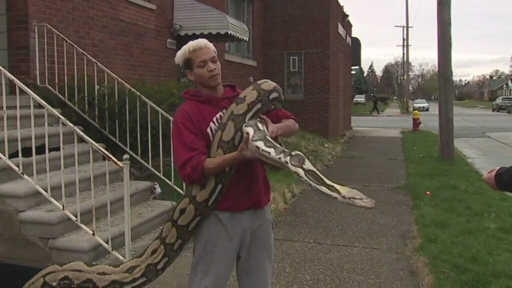 An 18-foot python escapes from captivity and winds up on a Chandlers Ford roof