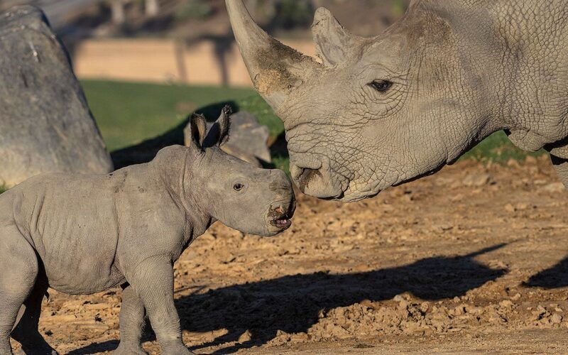 The birth of a baby white rhino at the San Diego Zoo is a cause for celebration.