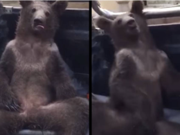 Brown bear cub high on mad honey rescued in Turkey