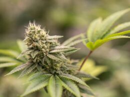 Missouri voters sanction recreational marijuana use