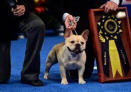 Winston, a French bulldog, wins the top prize at the 2022 National Dog Show.