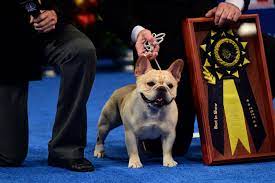 Winston, a French bulldog, wins the top prize at the 2022 National Dog Show.