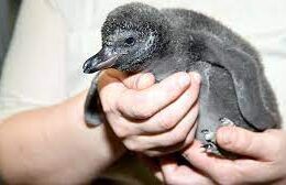 Penguin chick birth is announced by the Tulsa Zoo.