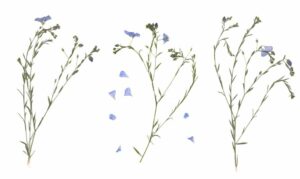 What Should be the Size of Wildflower Tattoos?