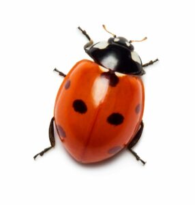 Ladybugs - Brief Introduction