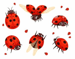 Designs of Ladybug Tattoos 
