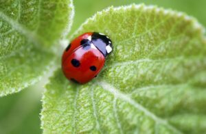 Ladybugs Symbolize Good Fortune and Good Luck