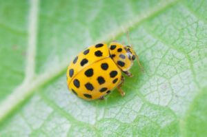 Ladybugs Symbolizes Friendship tattoos and Assistance 
