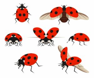 Flying Ladybug Tattoos Symbolize Free Spirit and Freedom 