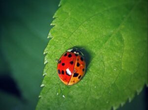 Ladybugs Make the Home More Welcoming