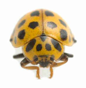 Ladybugs tattoos Can Tell You the Number of Children You Will Have