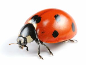 Ladybugs tattoos - Brief Introduction
