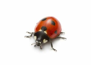Ladybugs Help in Finding True Love tattoos 