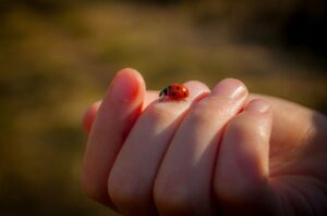 Spiritual Basis of Ladybug Tattoos 
