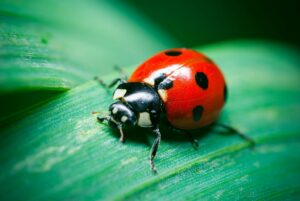 Ladybugs tattoos Hold Special Place in Celtic Stories 