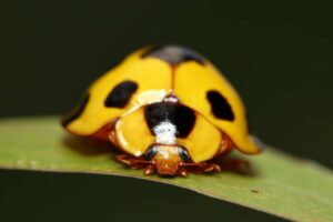 Tattooing Ladybugs on Arms, Wrists, and Stomach is Not Painful 