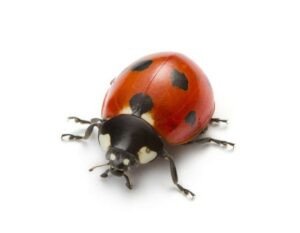 Ladybugs Make the Home More Welcoming
