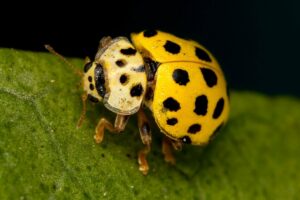 Ladybugs tattoos Can Tell You the Number of Children You Will Have
