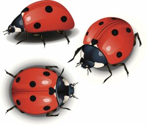 Ladybugs Symbolize Good Fortune and Good Luck