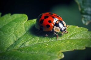 Ladybugs Help in Finding True Love tattoos 