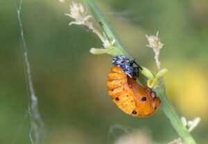 Ladybug Tattoos Represent Transformation in Life