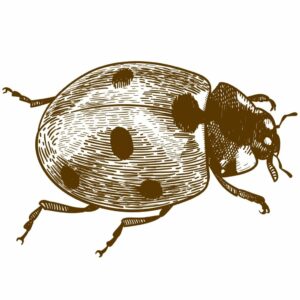 Ladybugs Symbolizes Friendship tattoos and Assistance 