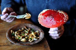 How do you prepare Amanita Muscaria mushrooms for consumption purposes?