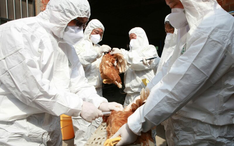 Bird flu isn’t a right away danger to people yet, specialists say, but they’re retaining a near eye on the virus