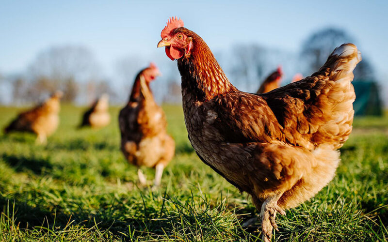 Lateral drift assessments being prepared for uk outbreaks of avian flu