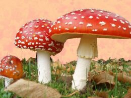 How to hunt and identify Amanita Muscaria Mushrooms