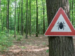 Babesiosis, a Tick-Borne infection, Is Spreading within the US—right here’s What professionals want You to recognize