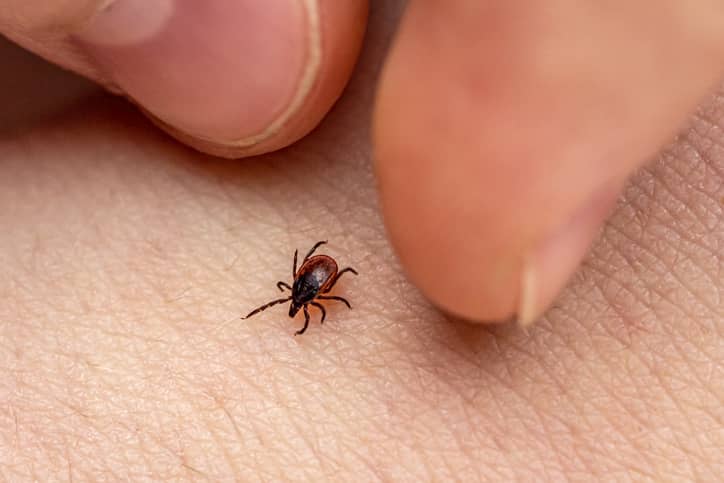 Babesiosis, a tickborne disorder, is at the upward push in Northeast, in keeping with CDC document