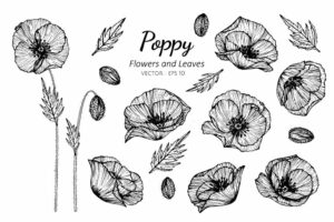 99 Amazing Remarkable Poppy Flower Tattoo Designs with Meanings