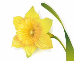 Daffodil Tattoos - Basic Introduction 