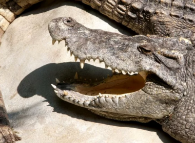 Flooding in China allows dozens of crocodiles to make their way to safety.