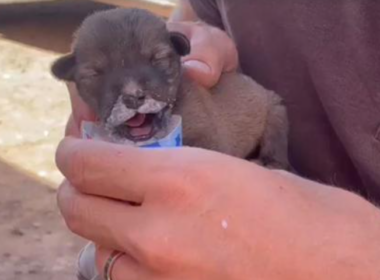 Earthquake in Morocco uncovers a tiny puppy alive in the debris.