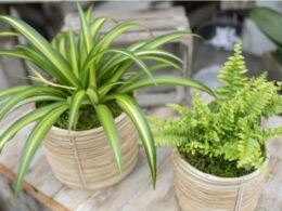 Indoor Plants: How To Transfer Them To Your Garden